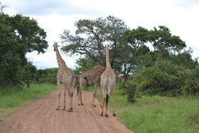 Mali Mali Safari Lodge