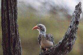 Oase by 7 Star Lodges - Greater Kruger Private 530ha Reserve