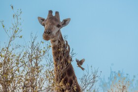 Oase by 7 Star Lodges - Greater Kruger Private 530ha Reserve
