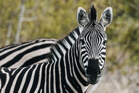 Oase by 7 Star Lodges - Greater Kruger Private 530ha Reserve
