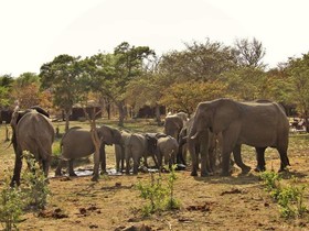 Shindzela Tented Safari Camp