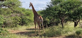 Thandolwami Bush Lodge & Spa