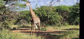 Thandolwami Bush Lodge & Spa