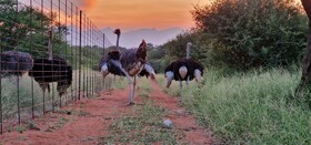 Thandolwami Bush Lodge & Spa