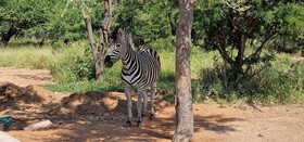 Thandolwami Bush Lodge & Spa