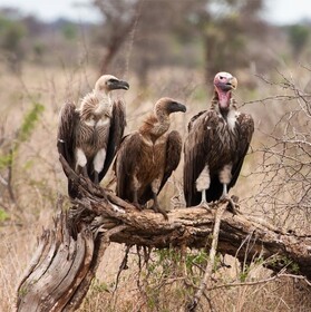 The Wild Horison Lodge