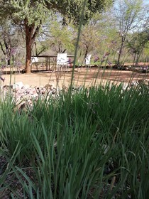 The Wild Horison Lodge