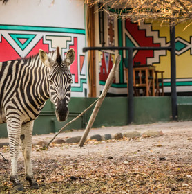 Timbavati Safari Lodge