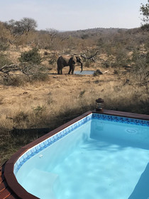 Ximongwe Safaris