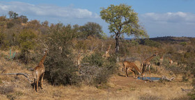 Ximongwe Safaris