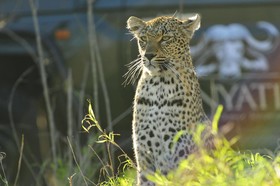 Inyati Game Lodge