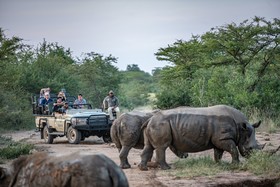Buffalo Camp