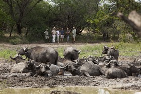Buffalo Camp