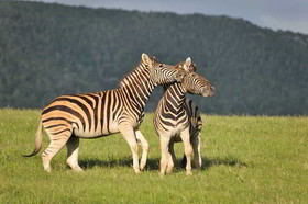 Kariega Game Reserve Ukhozi Lodge