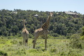 Kariega Game Reserve Ukhozi Lodge