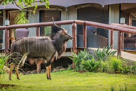Chisomo Safari Camp