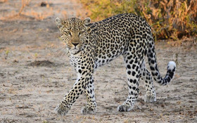 Gomo Gomo Game Lodge
