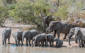 Gomo Gomo Game Lodge