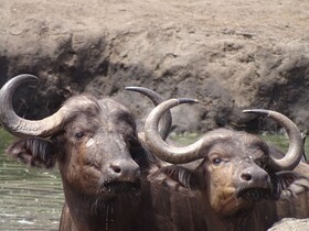 Tulela Safari Lodge