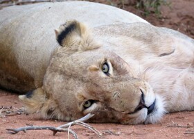 Tulela Safari Lodge
