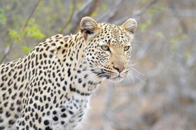 Tulela Safari Lodge
