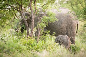 Tulela Safari Lodge