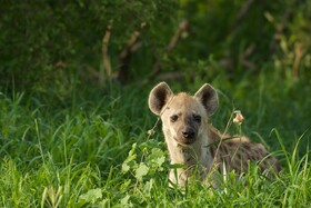 Tulela Safari Lodge