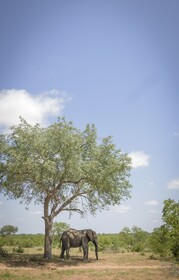 Tulela Safari Lodge