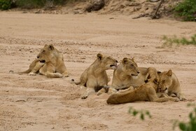 Tulela Safari Lodge