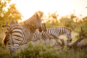Tulela Safari Lodge