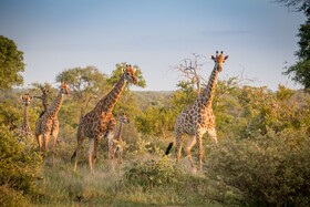 Tulela Safari Lodge