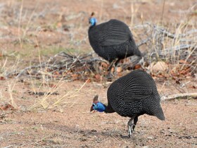 Tulela Safari Lodge
