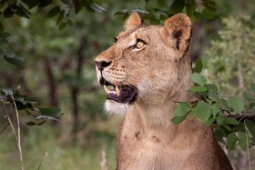 Tulela Safari Lodge