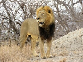 Tulela Safari Lodge