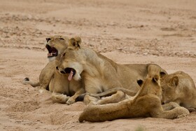 Tulela Safari Lodge