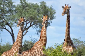Tulela Safari Lodge