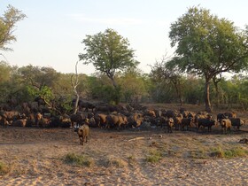 Tulela Safari Lodge