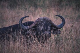 Buckler's Africa Lodge Kruger Park