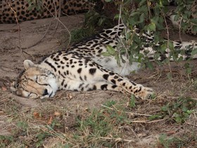 Kruger Park Tours
