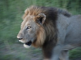 Kruger Park Tours