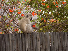 Kruger Park Tours