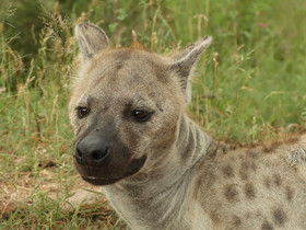 Kruger Park Tours