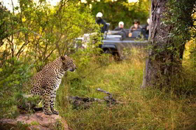 Lion Sands Tinga Lodge