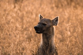 Plains Camp @ Rhino Walking Safaris