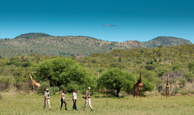 Madikwe Safari Lodge