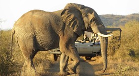 Rhulani Safari Lodge