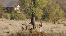 Garonga Safari Camp