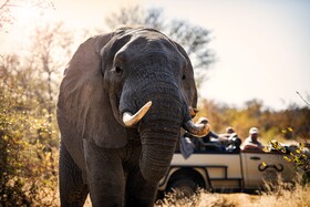Toro River Lodges Big 5 Safari