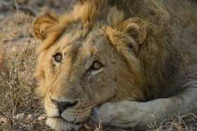 Lion Sands River Lodge