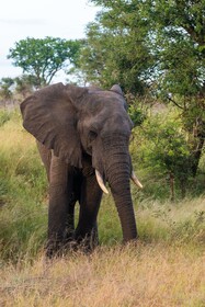 Kruger Shalati - Train on The Bridge & Garden Suites